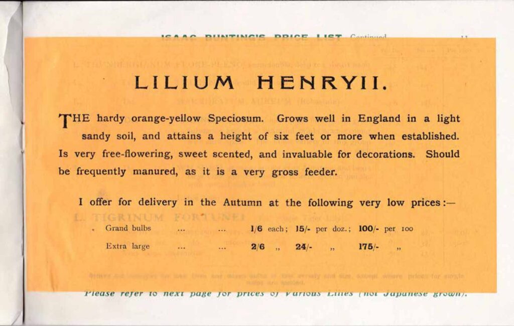 リリウム・ヘンリー価格
