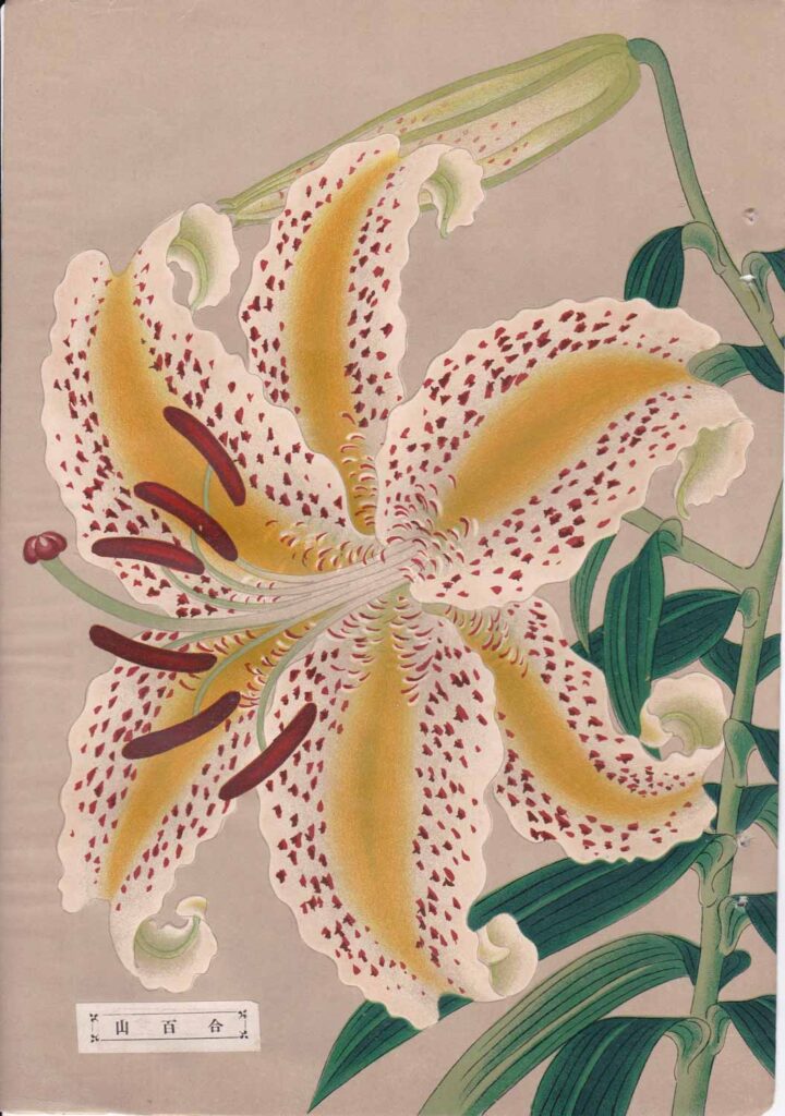 ヤマユリ版画